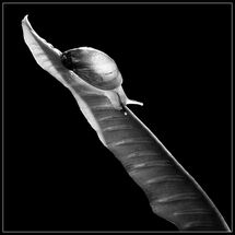 HC Chris Robbins Snail Study