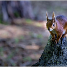 HC Geoff Trevarthen Red Squirrel