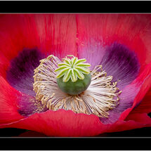 HC Geoff Trevarthen_The Poppy