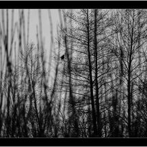 HC Geoff Trevarthen_Winter Lookout