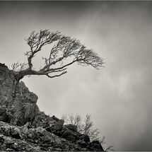 HC Heather Bodle Hanging On