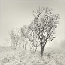 HC Heather Bodle Misty Trees