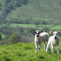 HC Heather Bodle Twins