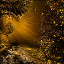 HC Hugh Letheren Autumn Rays