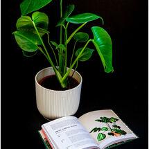 HC Hugh Letheren Cheese Plant