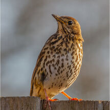 HC Hugh Letheren Song Thrush
