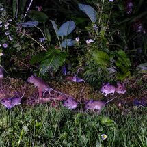 HC Ian Smith 7 Hour Mice Shoot