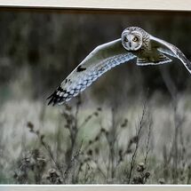 HC Ian Smith Short Eared Owl
