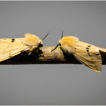 HC Morag Landers_Buff Ermine Moths