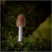 HC Nick Bodle_Entolomataceae Species