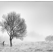 HC Nick Bodle Misty Morning Lakehead Hill