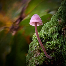 HC Nick Bodle Mycena Atroalboides
