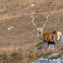 HC Nigel Watson Red Deer