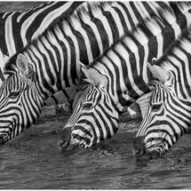 HC Nigel Watson_Zebra