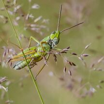 HC Paul Howrihane Grasslands