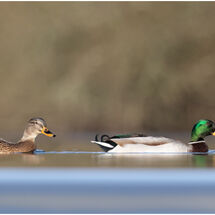HC Pedro Landers_At Duck Level