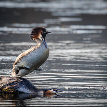 HC Pedro Landers Grebe Action