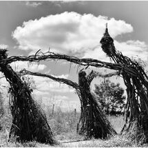 HC Pedro Landers_Weird Willow