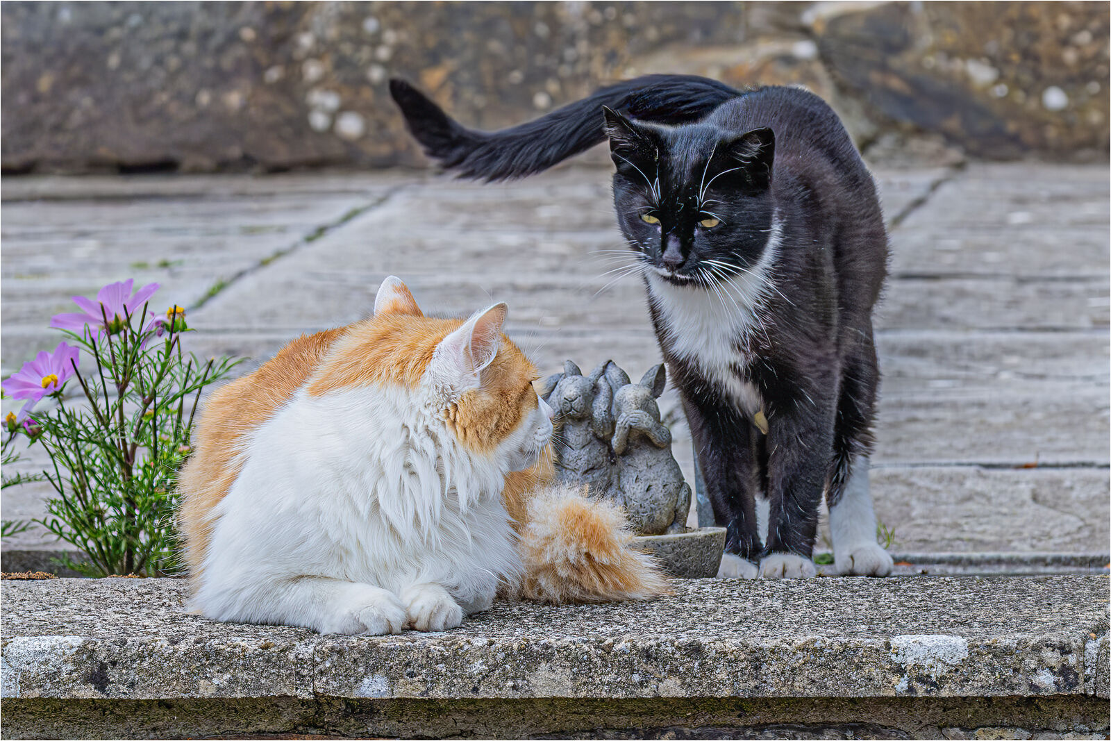 HC Hugh Letheren Please play with me