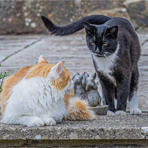 HC Hugh Letheren Please play with me