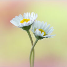 HC Tracey Small_Daisy Duet