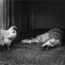 HC Tracey Small Dog Tired