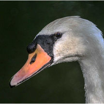 HC Water Droplets on a Swan Russ Moulding