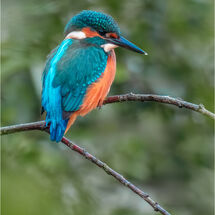 HC  Tracey Small Kingfisher on Bude Wetlands