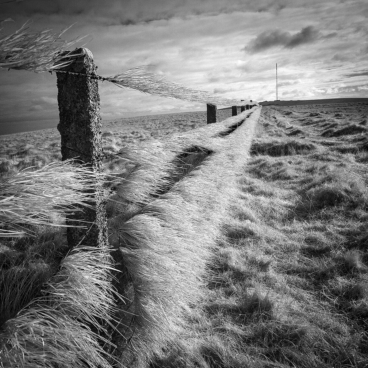 Second Heather Bodle Fence Line