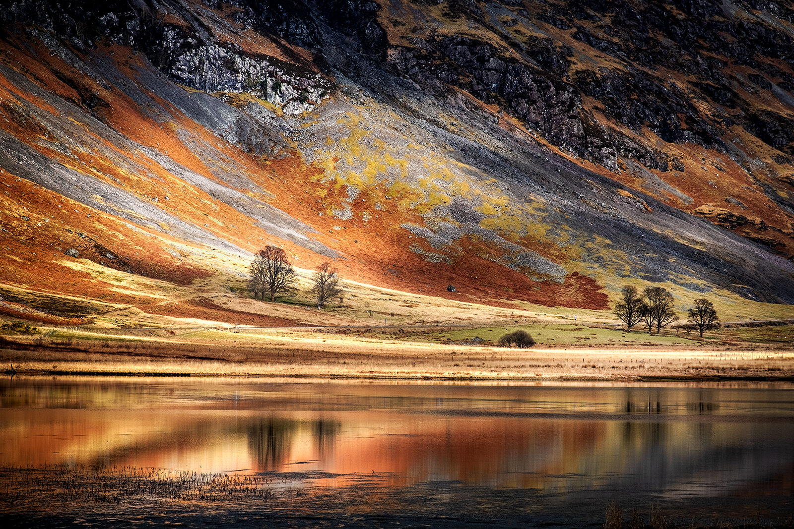 Second Heather Bodle Golden Reflection