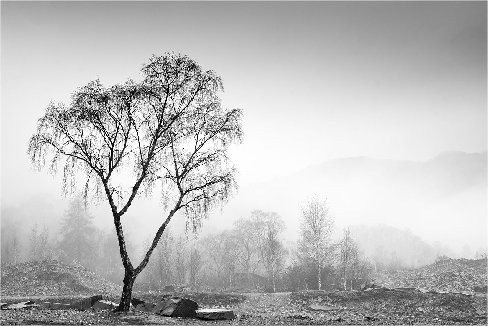 Second Heather Bodle Misty Morning Hodge Close