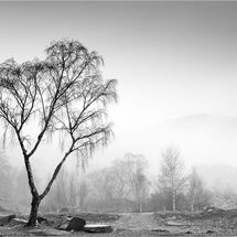 Second Heather Bodle Misty Morning Hodge Close