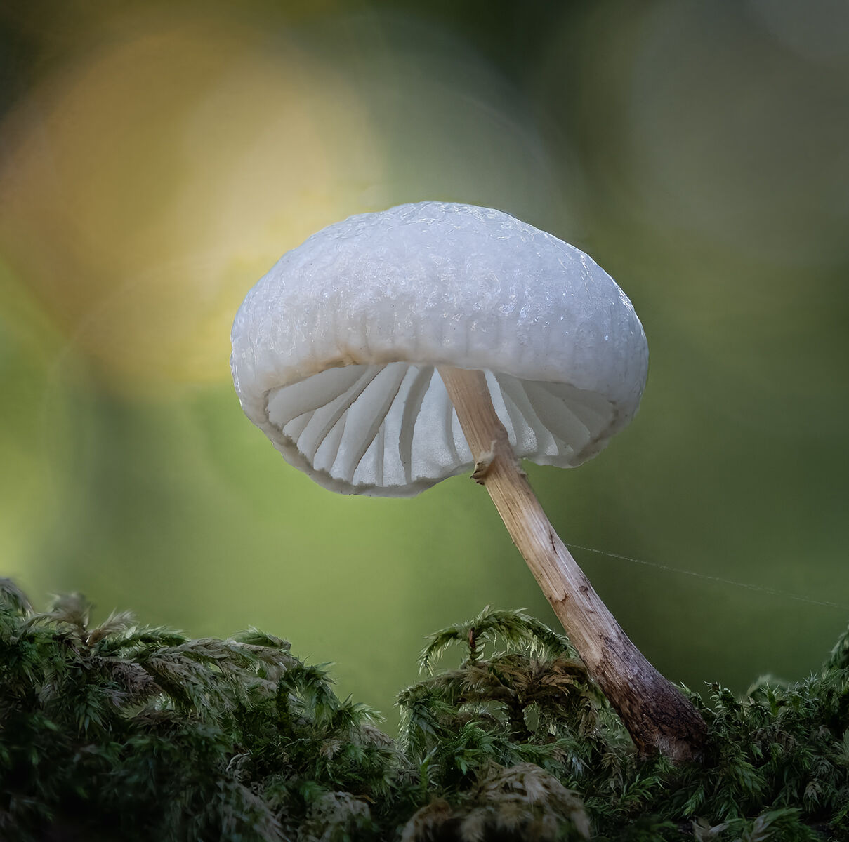 HC Heather Bodle Porcelain Fungus