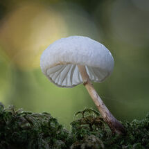 HC Heather Bodle Porcelain Fungus