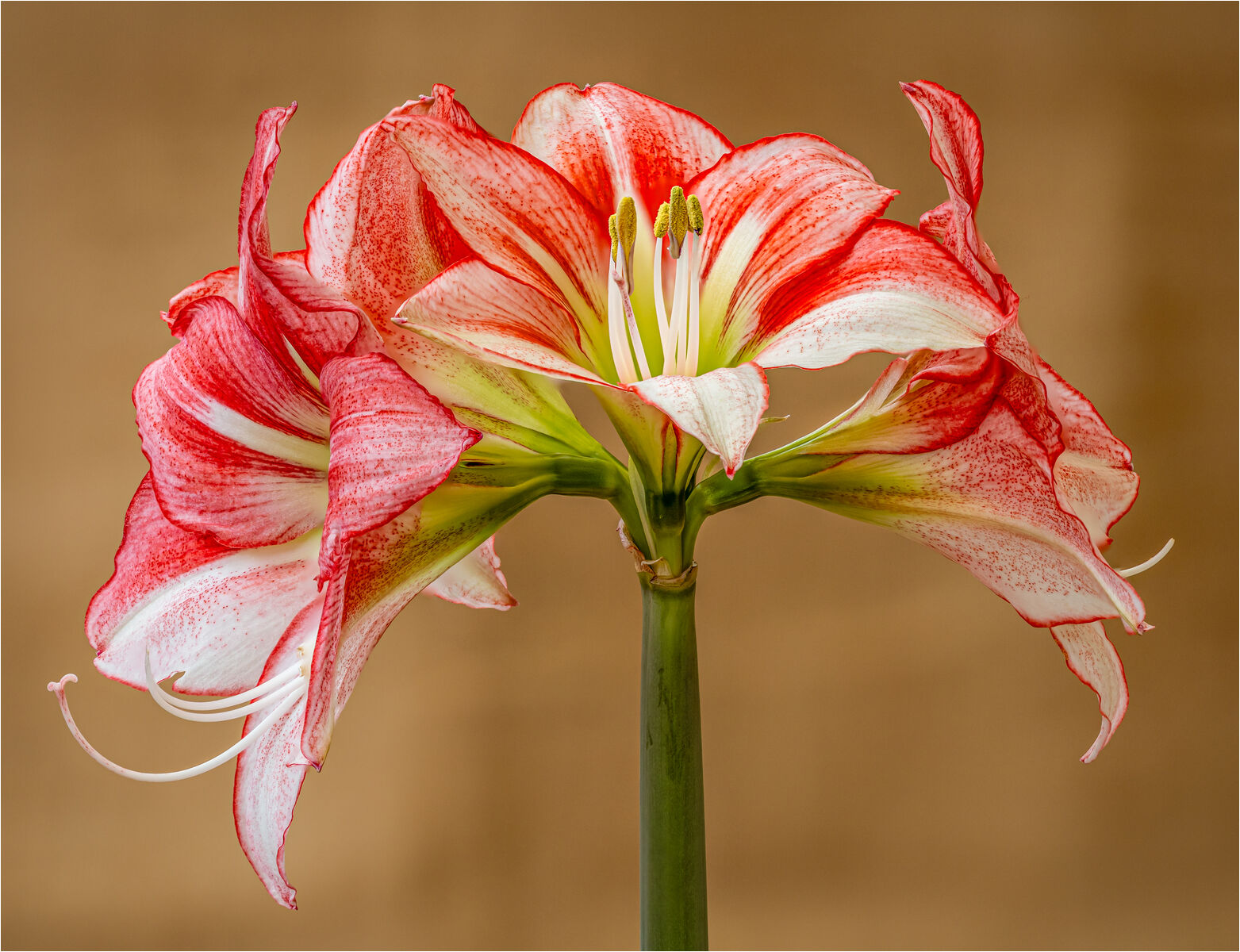 C Hugh Letheren Amaryllis Just Add Air & Water