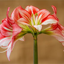 C Hugh Letheren Amaryllis Just Add Air & Water