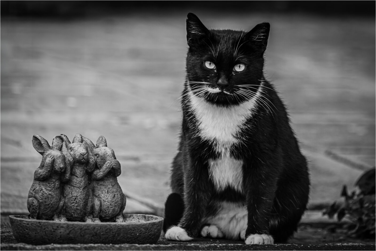C Hugh Letheren But I can See, Hear Miaow