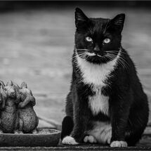 C Hugh Letheren But I can See, Hear Miaow