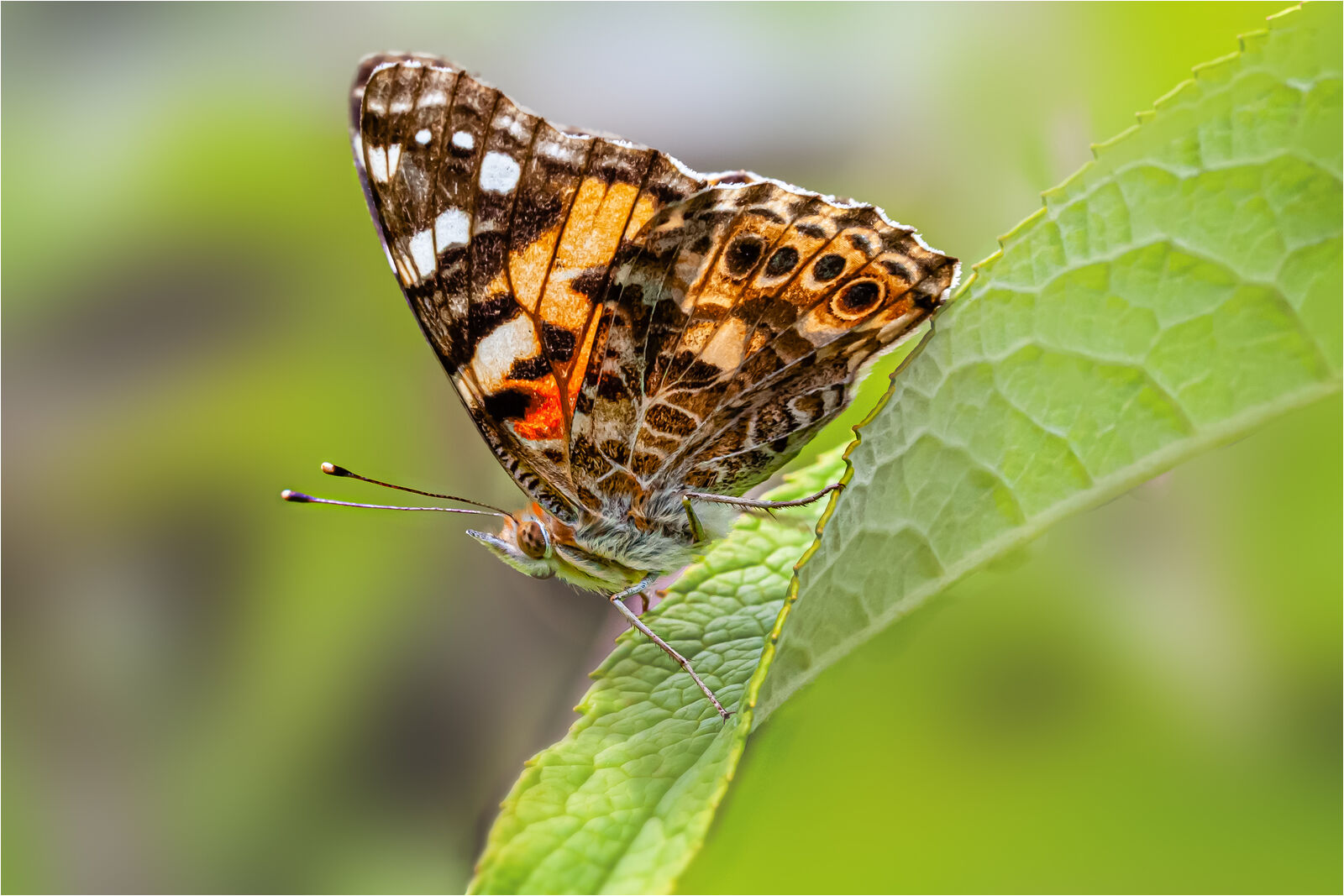 HC Hugh Letheren Painted Lady