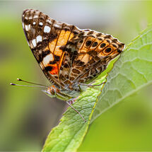 HC Hugh Letheren Painted Lady