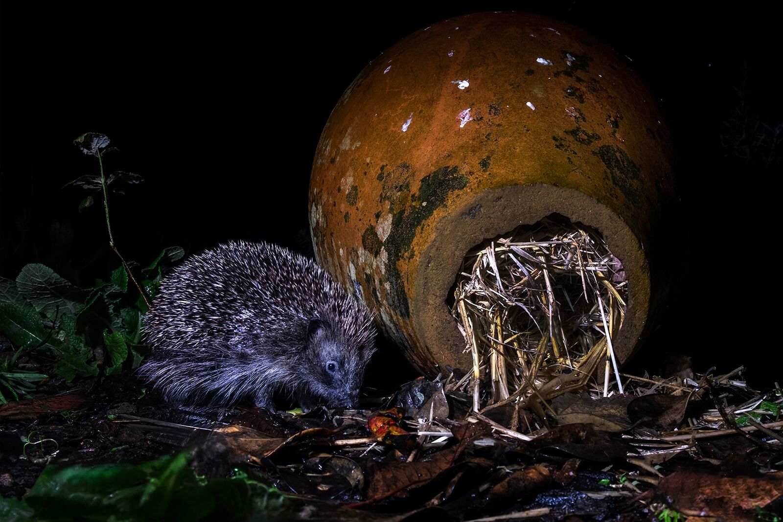 HC Ian Smith Hedgehog Returning Home