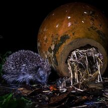 HC Ian Smith Hedgehog Returning Home
