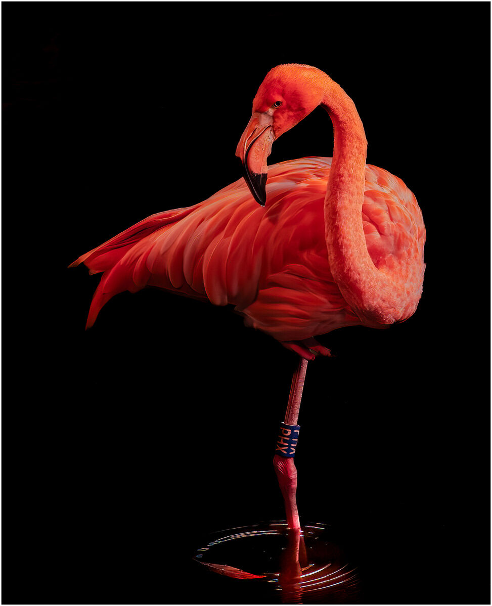 C Mike Stickney Flamingo