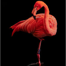 C Mike Stickney Flamingo