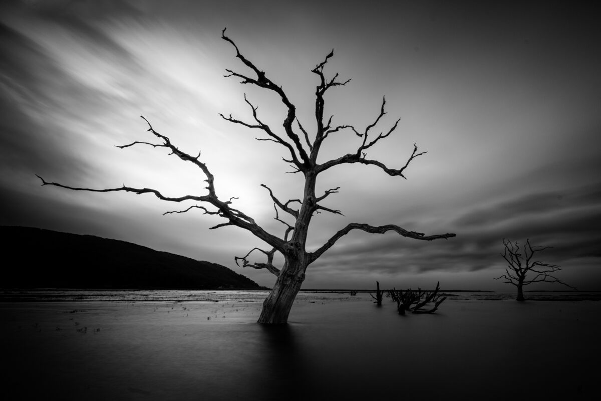 Third Morag Landers Porlock Marsh