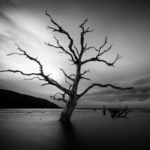 Third Morag Landers Porlock Marsh