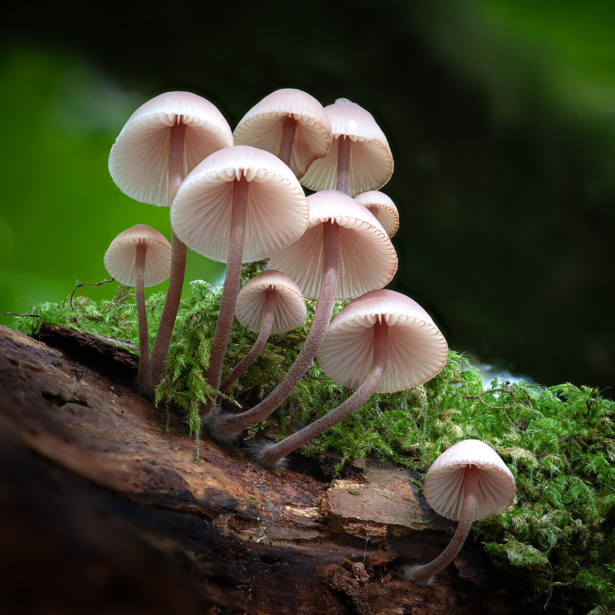 First Nick Bodle Burgundydrop Bonnet