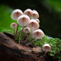 Natural History 2025 Print