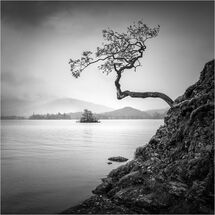 C Nick Bodle Gnarled Tree Otterbield Bay