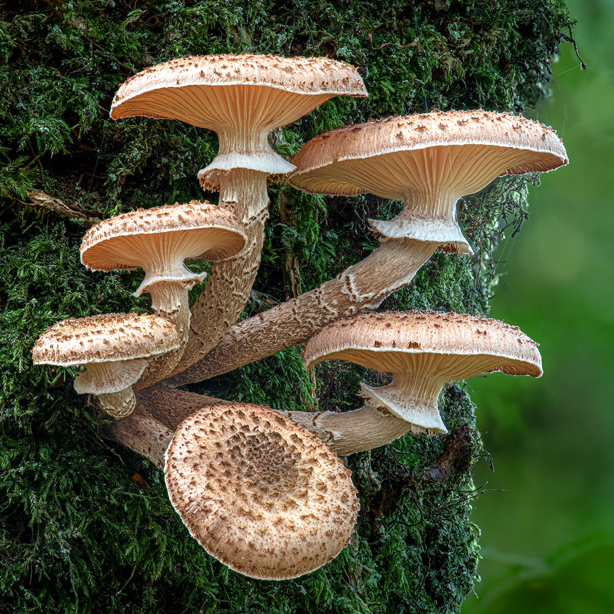 HC Nick Bodle Hunny Fungus